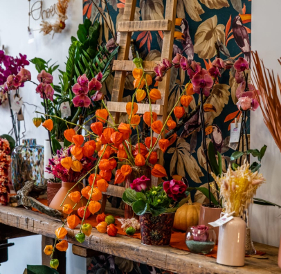 Plantes et fleurs d'intérieur et d'extérieur à Villefranche de Lauragais - 31