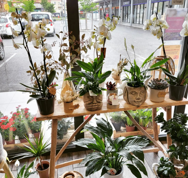Grand choix de Plantes d'intérieur chez le FLeuriste Auteur de Fleurs à Villefranche de Lauragais - 31